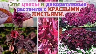 Декоративные растения для сада (59 фото) - 59 фото