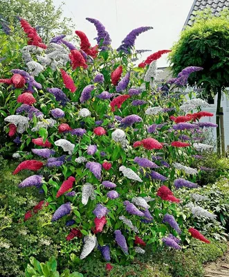 Декоративные цветы в красивом саду используются для отдыха в свободное  время Стоковое Изображение - изображение насчитывающей ослабьте, природа:  161146141