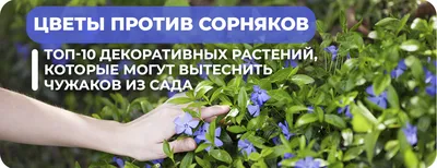 С 5 августа - скидки на все декоративные растения! — Новость на сайте  питомника Веры Глуховой