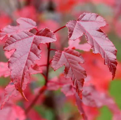 Клен японский веерный Atropurpureum, декоративный, бонсай, кадочное семена  купить недорого