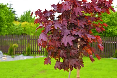 🌱 Клен дланевидный Atropurpureum по цене от 2700 руб: саженцы, крупномеры  - купить в Москве с доставкой - интернет-магазин Все Сорта