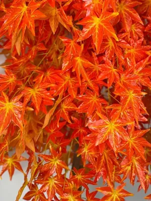 Клён дланевидный веерный Зеленый (Acer palmatum dissectum Viridis)  полуштамб 18л - Сочинский питомник декоративных растений