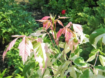 Клён дланевидный веерный Инаба Шидаре (Acer palmatum dissectum Inaba  Shidare) полуштамб 35л - Сочинский питомник декоративных растений %