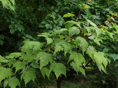 Клен остролистный (Acer platanoides) \"Роял Ред\" ком купить в Екатеринбурге  по выгодной цене - Эко Сад — садовый центр