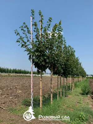 Клён остролистный Acer platanoides globosum Купить в Симферополе | Садовый  центр Фрея, Крым