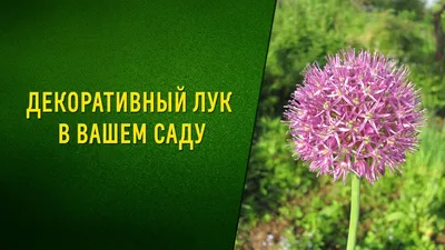 Декоративный лук в вашем саду. Посадка, уход, сорта - YouTube