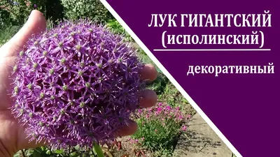 Декоративные луки Лук гигантский или лук исполинский - YouTube