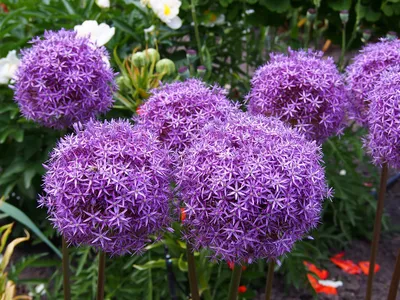Купите Allium Gladiator (Лук декоративный Гладиатор) 🌹 из питомника Долина  роз с доставкой!