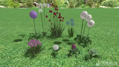 База растений «Лук декоративный (Аллиум) 3d» для Realtime Landscaping  Architect | flokus.ru - ландшафтный дизайн