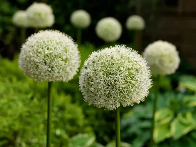 Декоративный лук Аллиум \"White Giant\" \"Blooming Life\" | отзывы