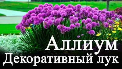 Аллиум или декоративный лук (allium) - посадка и уход - YouTube