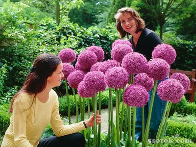Лук бокаловидный (бокальценосный) Фаррера, Allium cyathophorum var. farreri