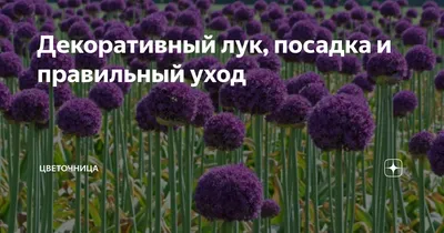 Агротехника посадки лука Семейка