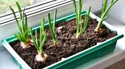 🌱 Лук Розеум по цене от 600 руб: луковицы, саженцы, рассада - купить в  Москве с доставкой - интернет-магазин Все Сорта