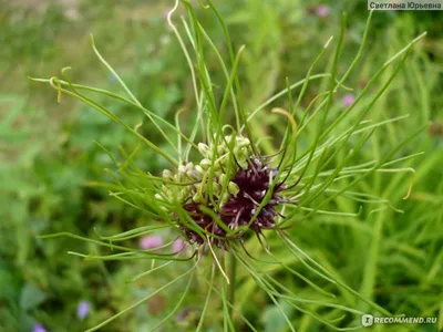 Аллиум декоративный лук - Matla Flowers