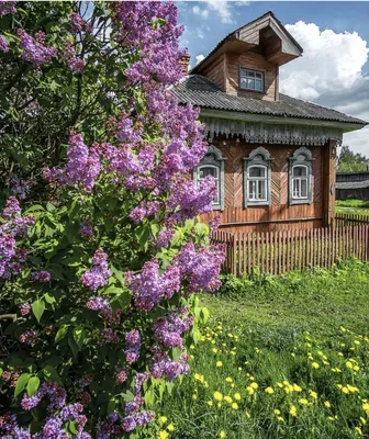 Деревенский сад весной с зацветая розовыми пионами и зеленой травой  Стоковое Изображение - изображение насчитывающей цветки, естественно:  135340157