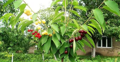 Дерево-сад вишня (Жуковская, Шоколадница и Десертная Морозовой)