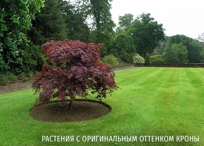Груша ДЕРЕВО-САД \"Осенняя Яковлева-Чижовская-Лада\" - Купить саженцы  плодовых деревьев в Москве и МО
