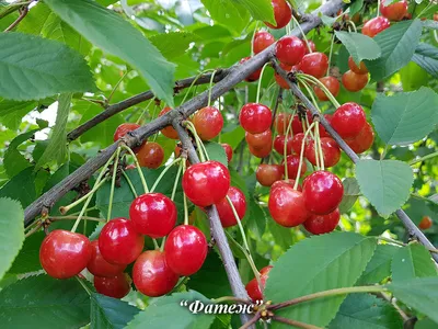 Каталог