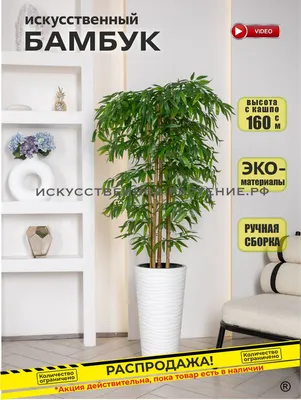 Lucky Bamboo – Дерево счастья – китайский бамбук | Газета «Вести» онлайн