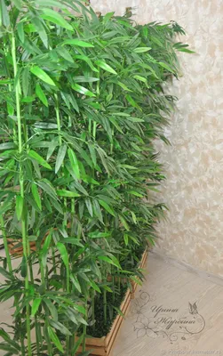 Bamboo дерево. Зеленый бамбук в летнем саду. Стоковое Изображение -  изображение насчитывающей естественно, экзотическо: 194362197