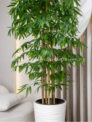 Искусственное Дерево Бамбук Ивэн - Treeclone.ru