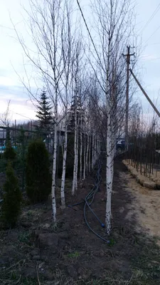 Береза