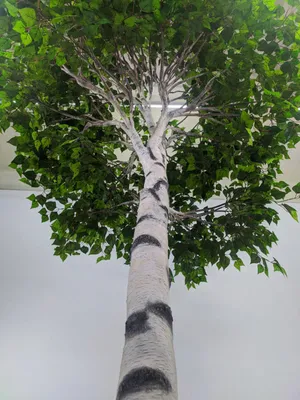 🌳 Искусственное дерево: Берёза, 360см купить » Искусственные растения с  доставкой по всей России