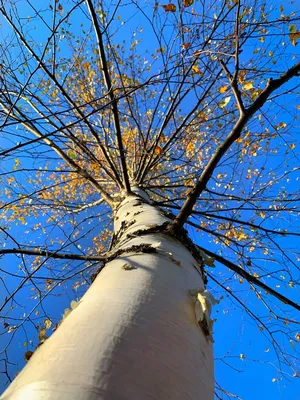 🌳 Искусственное дерево: Берёза, 360см купить » Искусственные растения с  доставкой по всей России