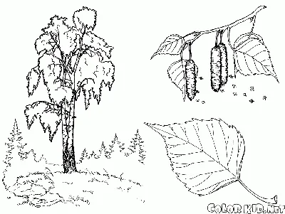 Берёза повислая - Берёза - Кустовые деревья - Ассортимент - Yaruspitomnik.ru