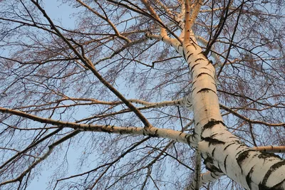 3D модель – Дерево береза