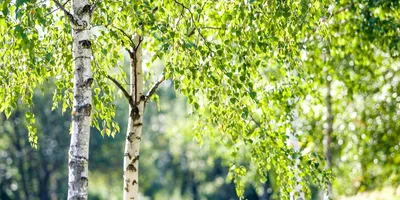 Дерево береза повислая, китайская, nigra, юнги и другие - фото, описание,  выращивание, уход, посадка и размножение. Купить березу повислую и другие  виды недорого можно у нас в МосПитомнике