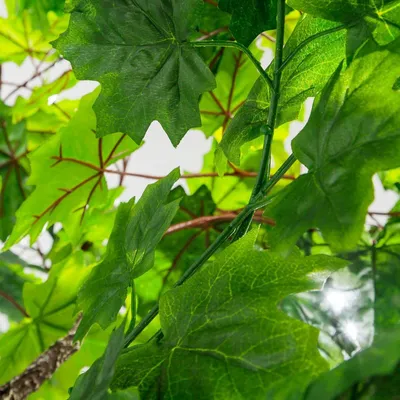 КЛЕН японский (англ. Japonese maple) | Анастасия Смирнова | Дзен
