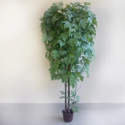Искусственное Дерево Клен красный Каниа - Treeclone.ru