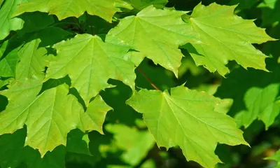 🌳 Искусственное дерево: Клен, любая высота. От производителя!