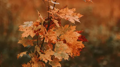 Как нарисовать дерево клён - How to draw a maple tree - YouTube