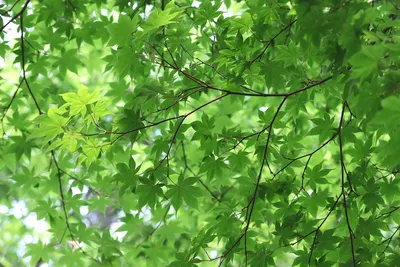 🌳 Искусственное дерево: Японский клён, 320см купить » Искусственные  растения с доставкой по всей России