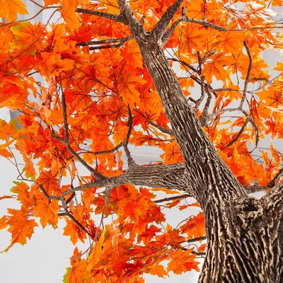 Клён серебристый (Acer saccharinum) - PictureThis