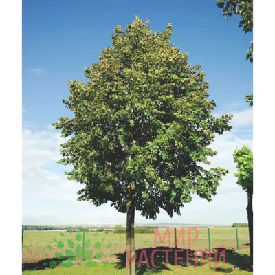 Фрактальная, огромная дерево Липа - …» — создано в Шедевруме