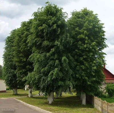 Липа американская Tilia americana - купить в Киеве и области, справедливая  цена - Green Garth (Грин Гарт)