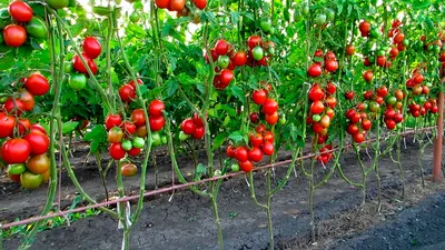Томат Японское томатное дерево (Japanese tomato tree), Канада , 5 семян |  Дачная Коллекция
