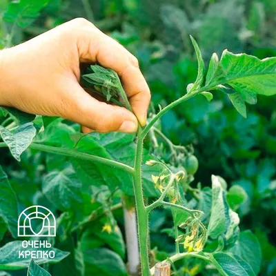 Безрассадные помидоры и способы выращивания - Agro-Market
