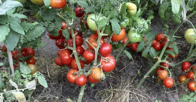 Помидор Цифомандра (Томатное дерево), 0,1 г.