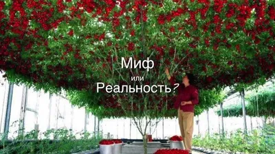 Томатное дерево - Миф или Реальность? - YouTube