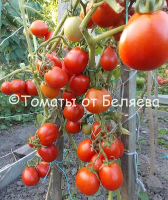 Томат. Большая российская энциклопедия