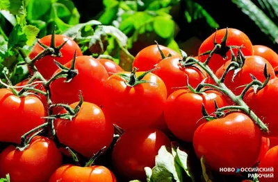 Дерево Помидор (Solanum Betaceum), Изолированных В Белом Фоне Фотография,  картинки, изображения и сток-фотография без роялти. Image 76192465