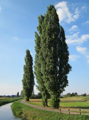 Populus Nigra Дерево Тополя - Бесплатное фото на Pixabay - Pixabay