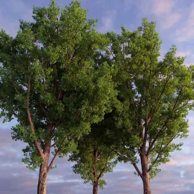 Тополь - главное городское дерево и почти символ! А может начать строить из  него дома, раз его так много? | Дачный СтройРемонт | Дзен