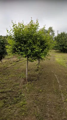 Тополя идеальны для Воронежа». Почему ученые против вырубки деревьев