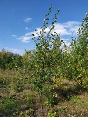 Тополь – дерево и древесина – Populus spp.